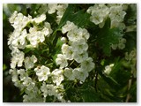 Weißdornblüte 